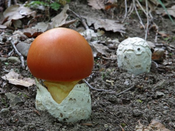 Champignons aux œufs
