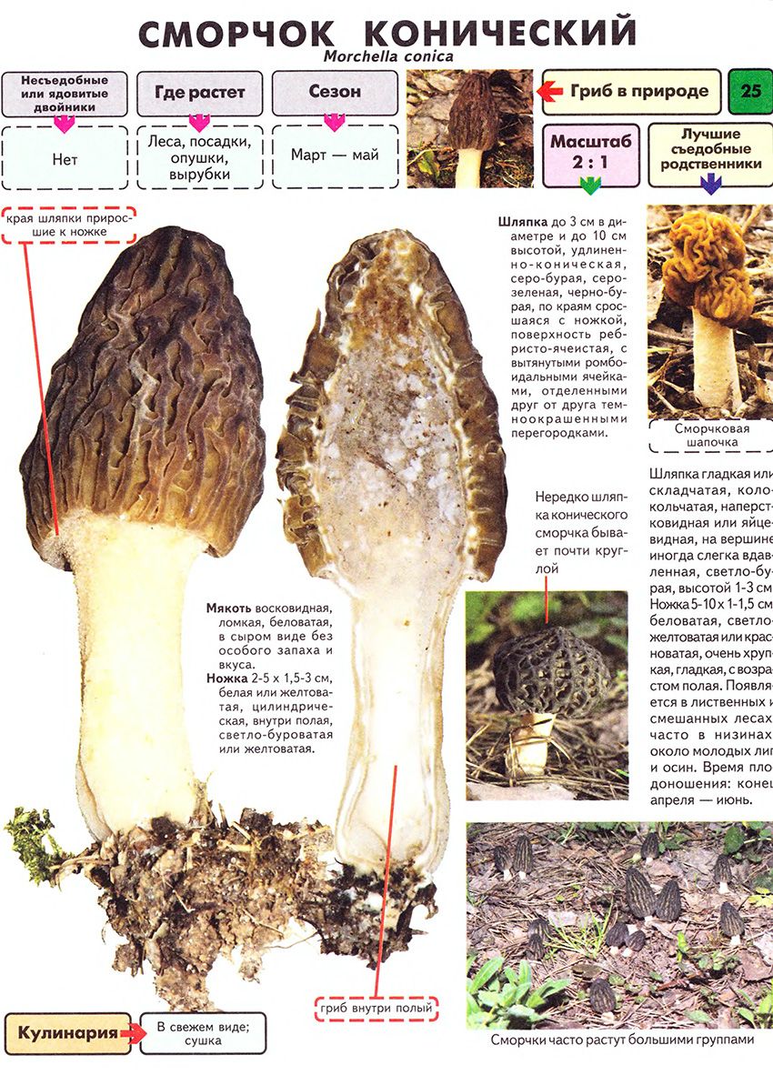 Morphologische Merkmale