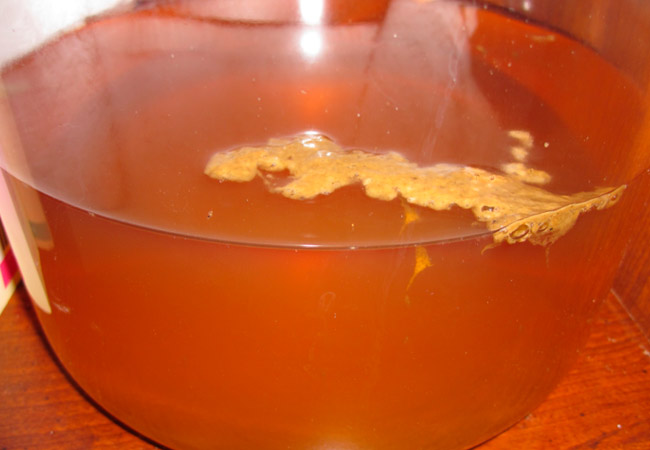 Der noch junge Kombucha