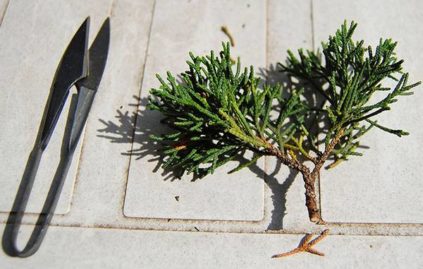 propagation du genévrier