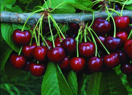 Comment planter un cerisier