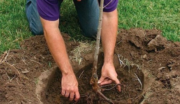 planter un cerisier