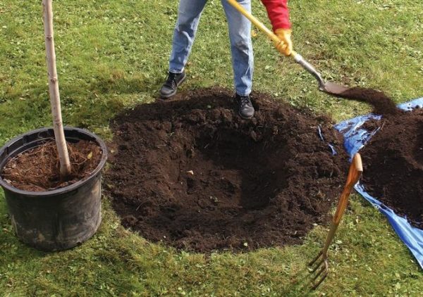nous plantons des cerisiers