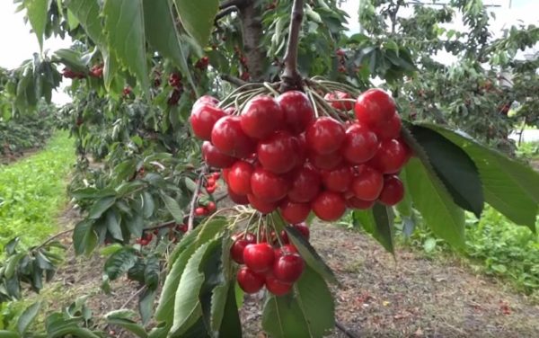 cerises