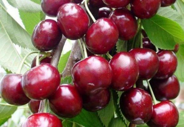 cerises