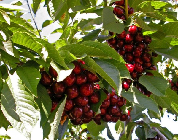 cerises