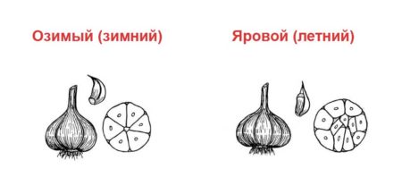 Разлики между пролетен и зимен чесън