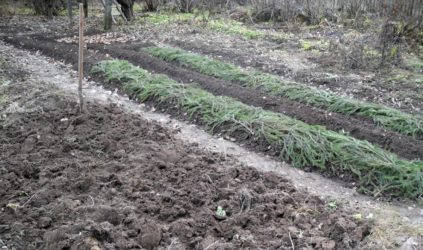 λαχανόκηπος στα τέλη του φθινοπώρου