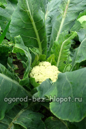 грижа за карфиол
