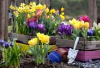 flores bulbosas