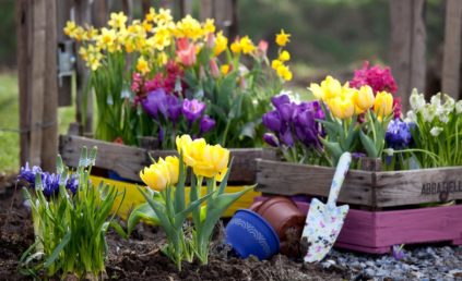 fleurs bulbeuses