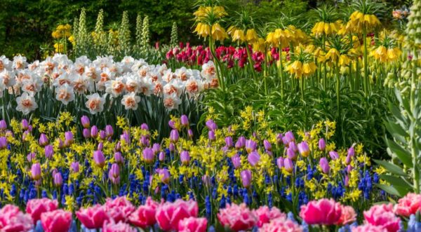 fleurs bulbeuses