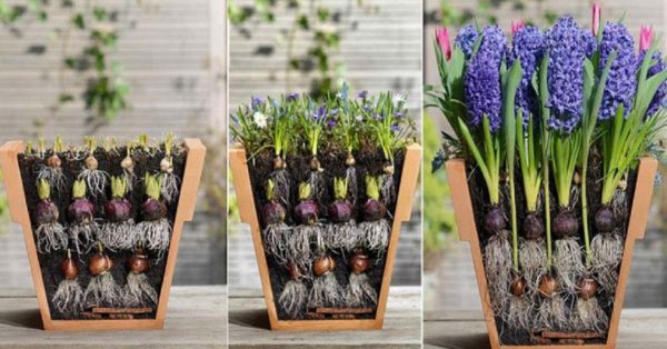 fleurs bulbeuses