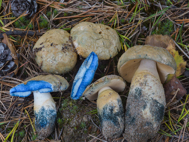 Gyroporus cyanescens
