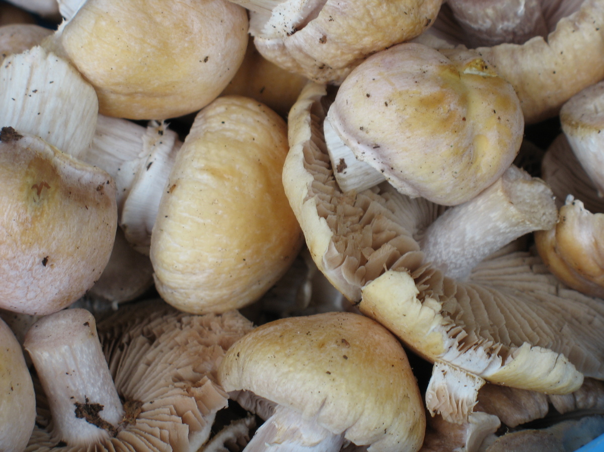 Poulets