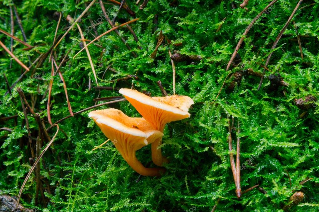 fausses chanterelles