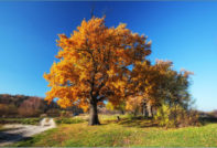 Wie sieht eine Eiche im Herbst aus?
