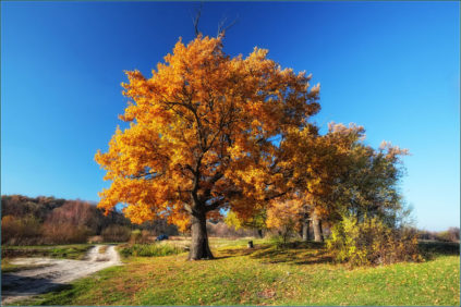 Wie sieht eine Eiche im Herbst aus?