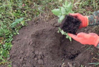 Brombeeren pflanzen