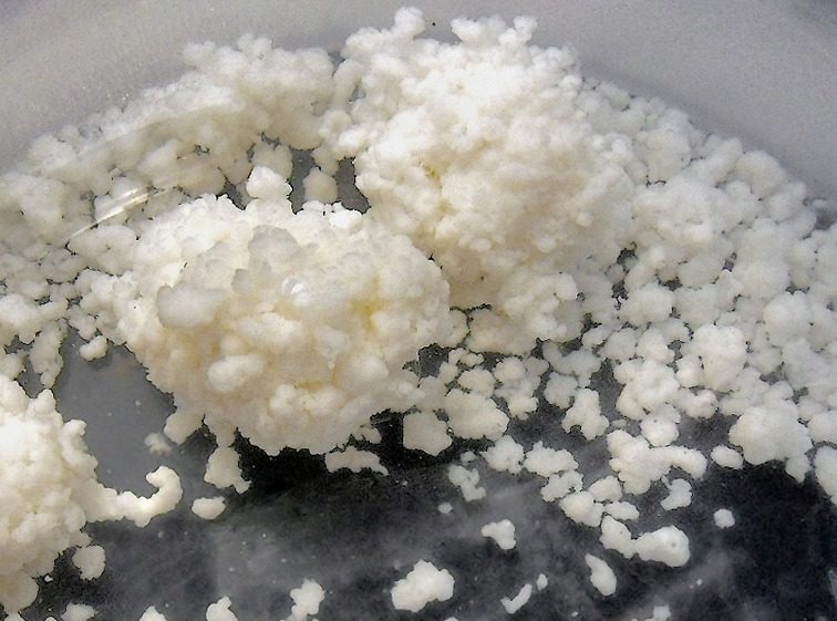Milchpilz