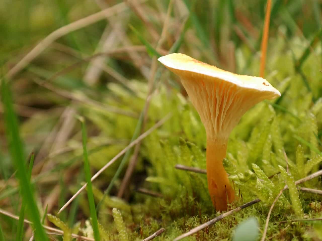 fausses chanterelles