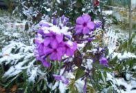 Phloxpflege im Herbst