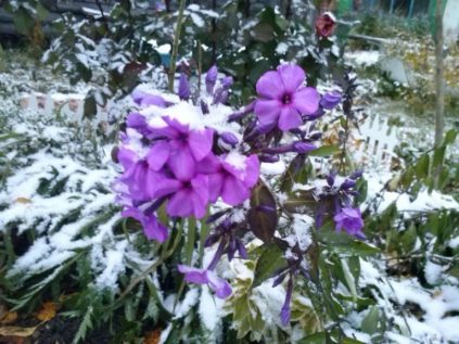 Phloxpflege im Herbst