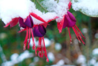 Fuchsien im Winter