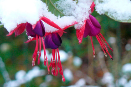 Fuchsien im Winter