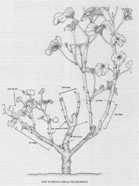 potatura del geranio