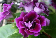 Cuidado de la gloxinia en otoño