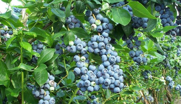 soins aux myrtilles en automne