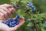 Blaubeeren für den Winter abdecken