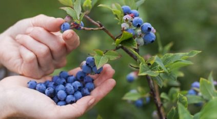 Couvrir les bleuets pour l'hiver