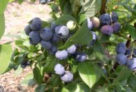 Gartenheidelbeere