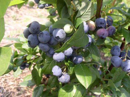 Gartenheidelbeere