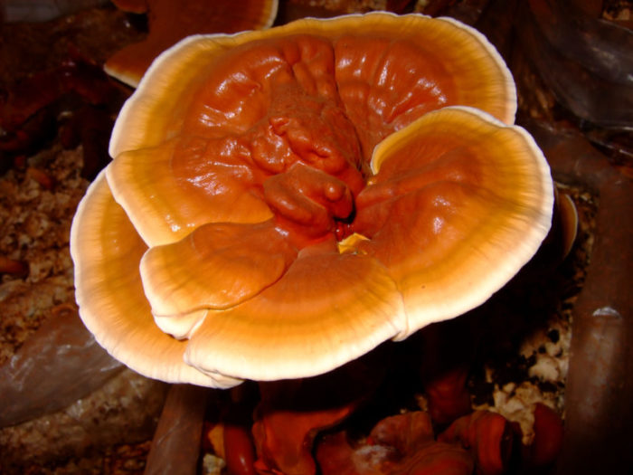 champignon amadou verni