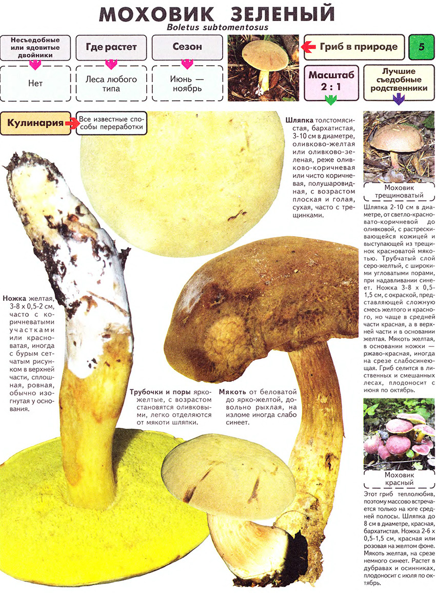 Allgemeine Informationen über den Fliegenpilz