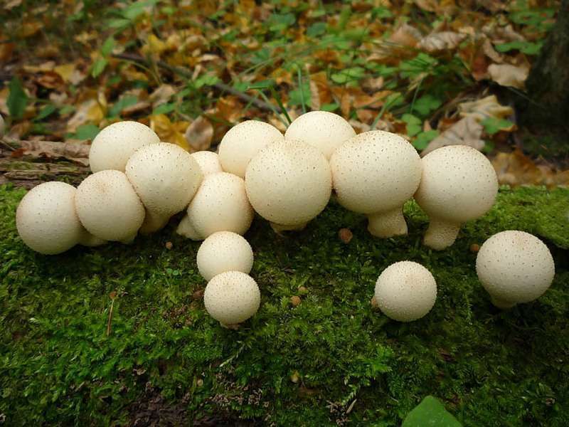 Wiesenbovist