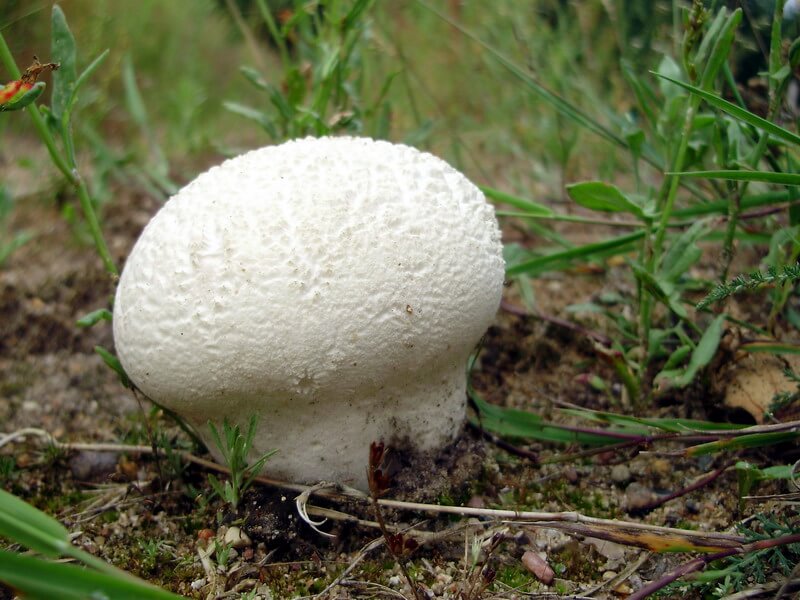 Dickkopf-Pilz