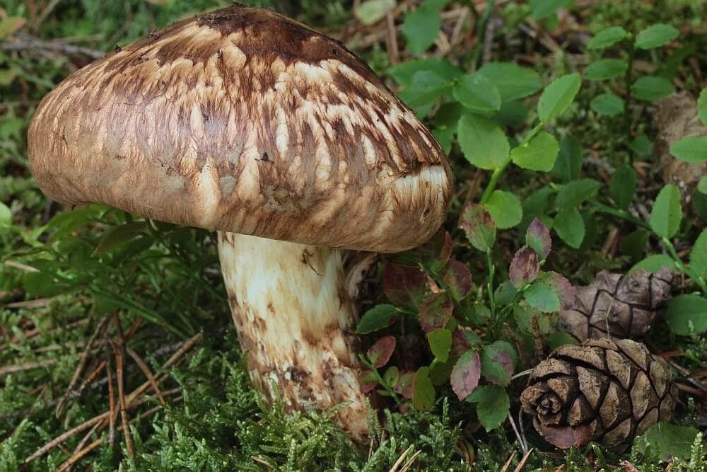 Matsutake