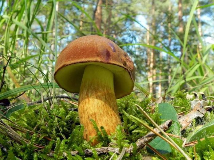 Steinpilz