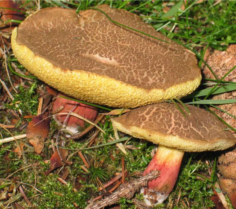 Steinpilz