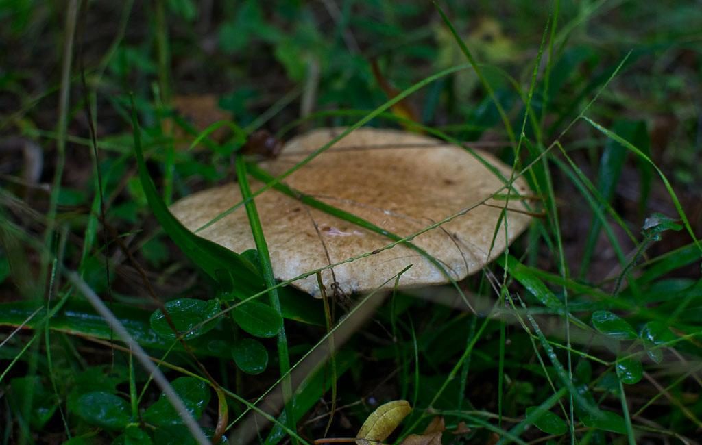 Quetschpilz