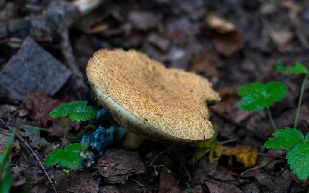 Quetschpilz
