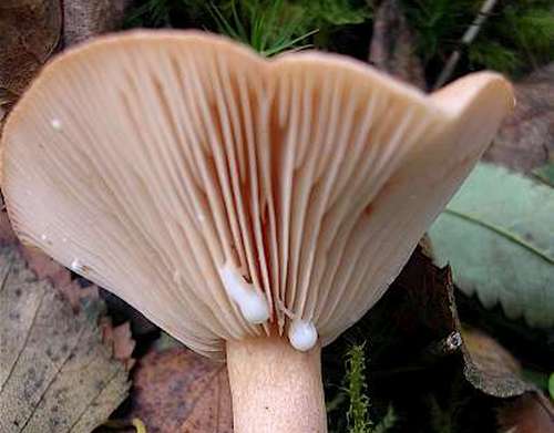 Les assiettes et le jus laiteux du champignon volnushka laiteux