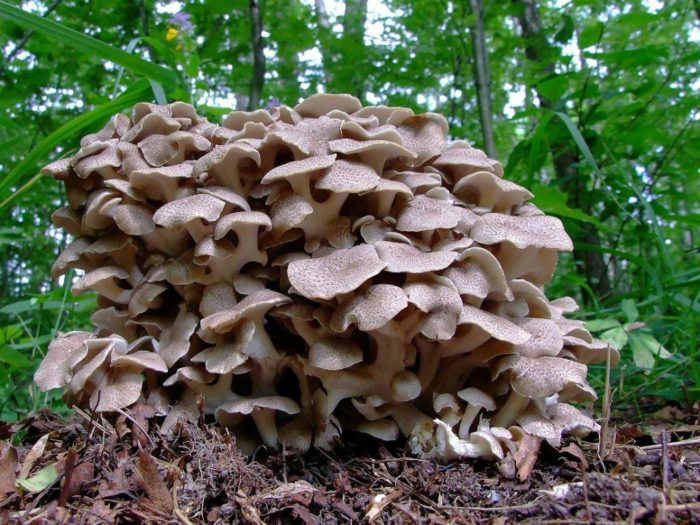 Ram-Pilz