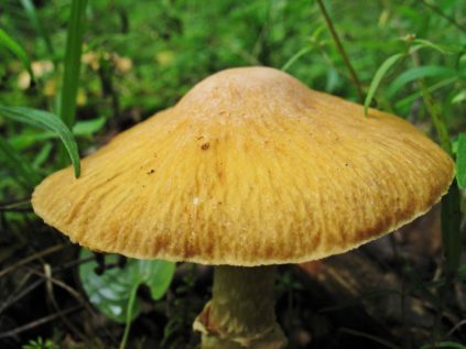 Champignons de poulet