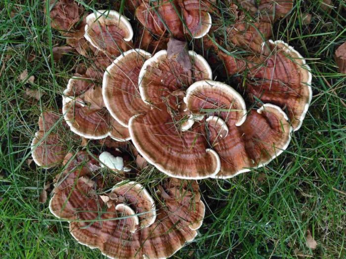 champignon Reishi