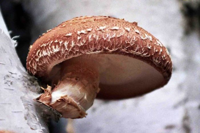 récolte de shiitakes